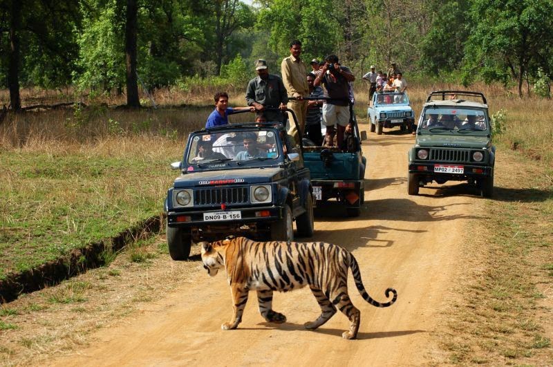 रणथंभौर राष्ट्रीय उद्यान सफारी बुकिंग टूर और टिकट